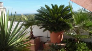 Dachterrasse2